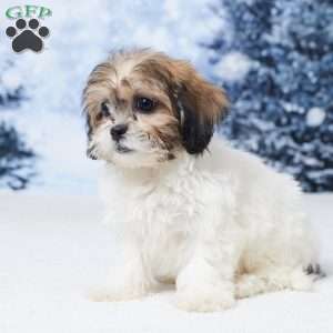 Abby, Teddy Bear Puppy